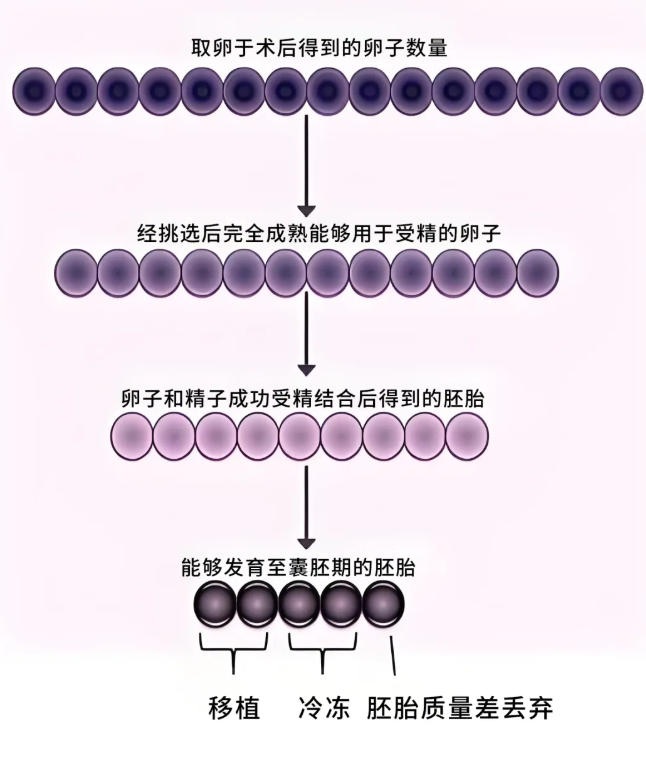 试管婴儿备孕中，卵泡数、取卵数、胚胎数层层缩水，备用方案在哪？