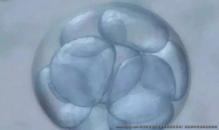 南昌代孕成功率到底有多高？深度解析数据背后的真相