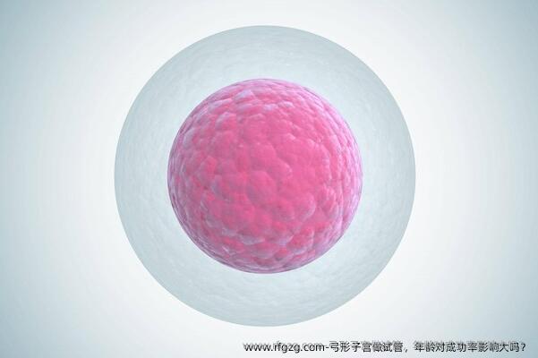 弓形子宫做试管，年龄对成功率影响大吗？