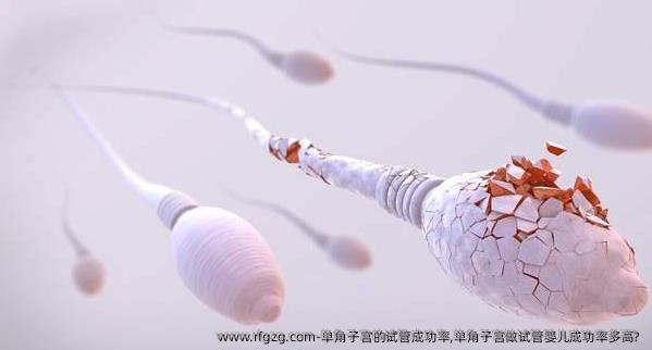 单角子宫的试管成功率,单角子宫做代孕成功率多高? 