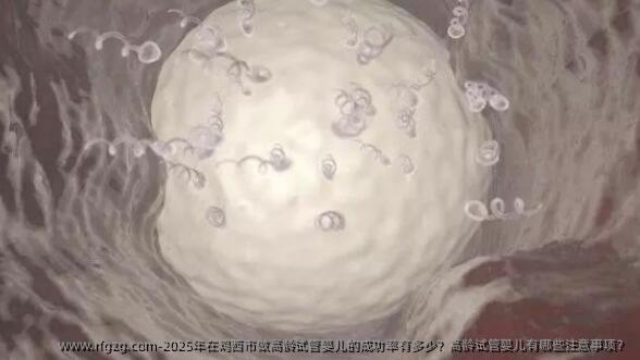 2025年在鸡西市做高龄代孕的成功率有多少？高龄代孕有哪些注意事项？